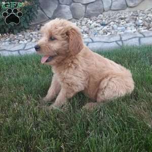 Molly, Mini Goldendoodle Puppy